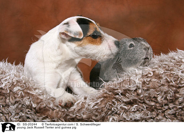 junger Parson Russell Terrier und Meerschwein / young Parson Russell Terrier and guinea pig / SS-20244