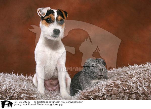 junger Parson Russell Terrier und Meerschwein / young Parson Russell Terrier and guinea pig / SS-20247