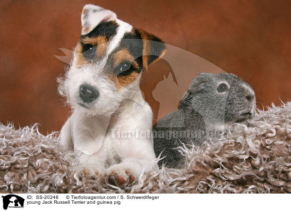 junger Parson Russell Terrier und Meerschwein / young Parson Russell Terrier and guinea pig / SS-20248