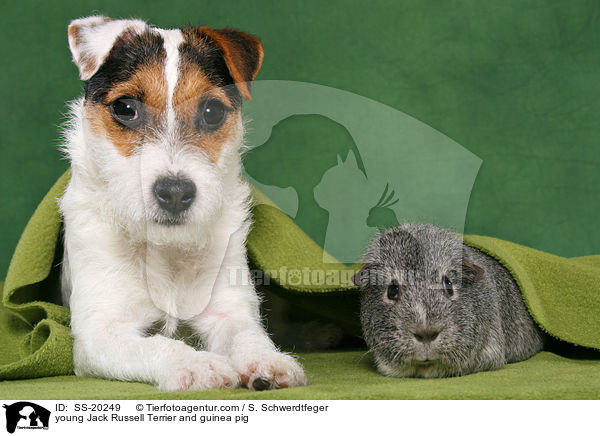 junger Parson Russell Terrier und Meerschwein / young Parson Russell Terrier and guinea pig / SS-20249