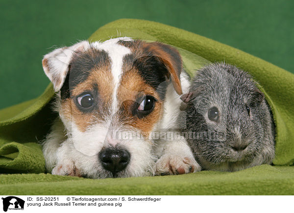 junger Parson Russell Terrier und Meerschwein / young Parson Russell Terrier and guinea pig / SS-20251