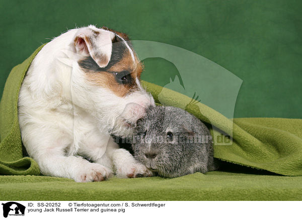 junger Parson Russell Terrier und Meerschwein / young Parson Russell Terrier and guinea pig / SS-20252