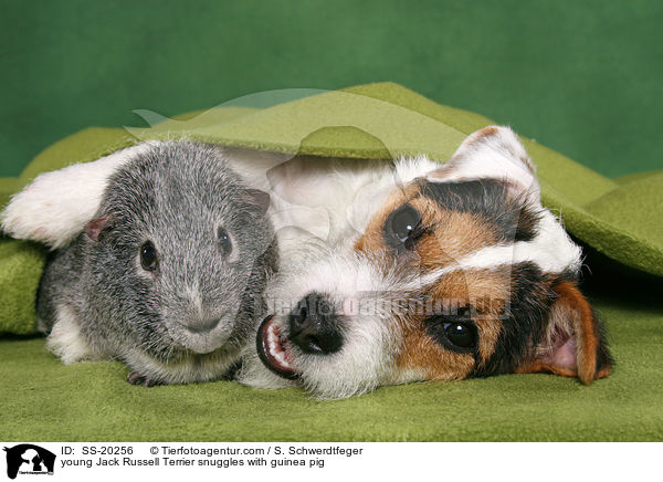 junger Parson Russell Terrier und Meerschwein / young Parson Russell Terrier and guinea pig / SS-20256