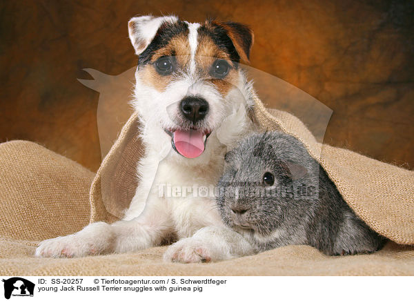 junger Parson Russell Terrier und Meerschwein / young Parson Russell Terrier and guinea pig / SS-20257