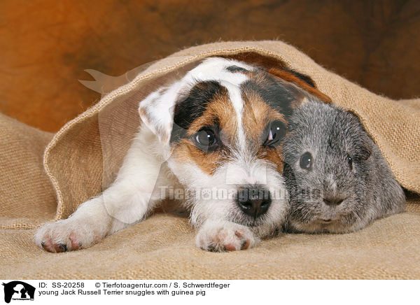 junger Parson Russell Terrier und Meerschwein / young Parson Russell Terrier and guinea pig / SS-20258