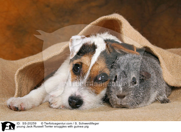 junger Parson Russell Terrier und Meerschwein / young Parson Russell Terrier and guinea pig / SS-20259