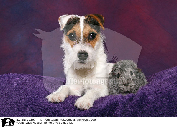 junger Parson Russell Terrier und Meerschwein / young Parson Russell Terrier and guinea pig / SS-20267