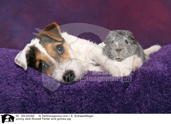 junger Parson Russell Terrier und Meerschwein / young Parson Russell Terrier and guinea pig / SS-20268