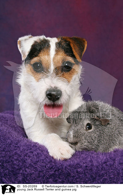 junger Parson Russell Terrier und Meerschwein / young Parson Russell Terrier and guinea pig / SS-20269