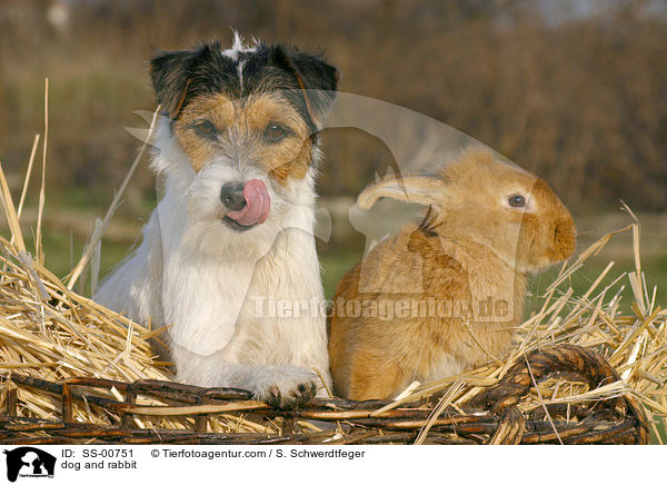 Hund und Kaninchen / dog and rabbit / SS-00751