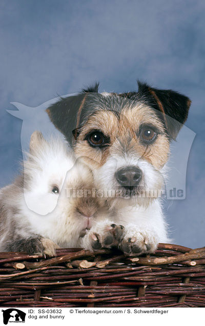Hund und Kaninchen / dog and bunny / SS-03632
