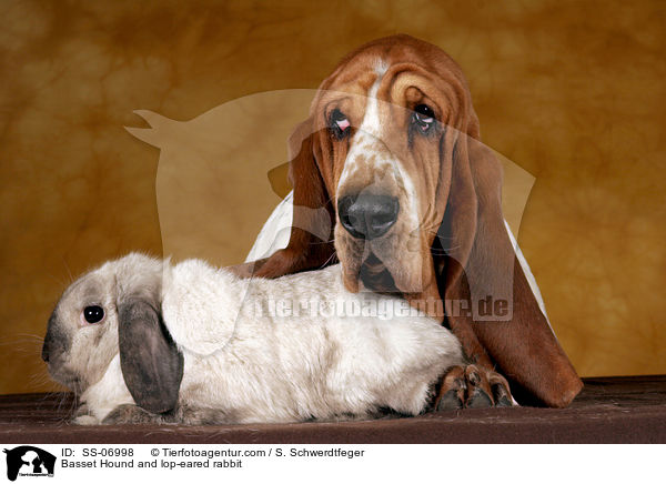 Basset Hound und Widderkaninchen / Basset Hound and lop-eared rabbit / SS-06998