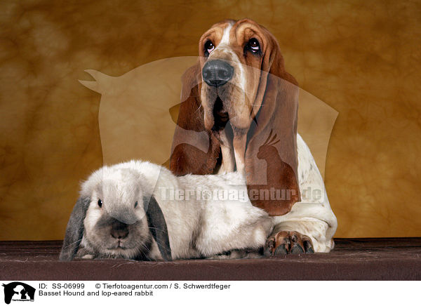 Basset Hound und Widderkaninchen / Basset Hound and lop-eared rabbit / SS-06999