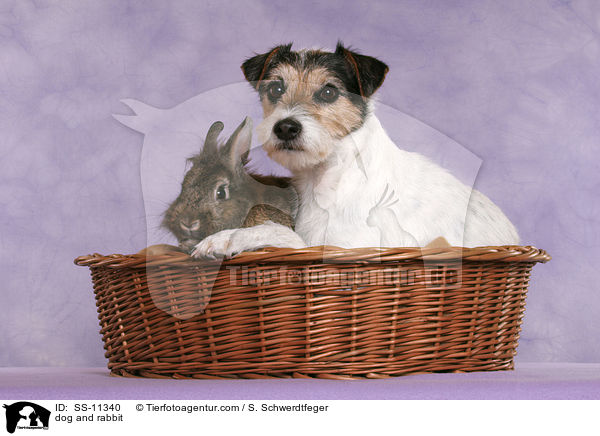 Hund und Kaninchen / dog and rabbit / SS-11340