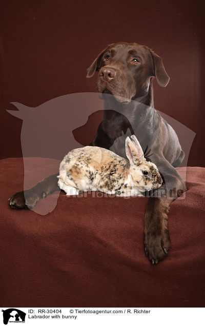 Labrador with bunny / RR-30404