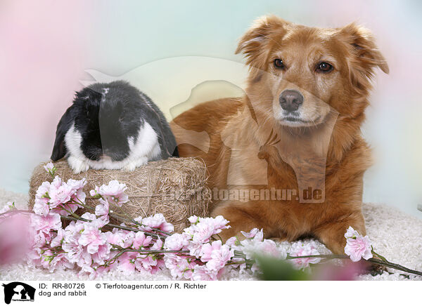 Hund und Kaninchen / dog and rabbit / RR-80726