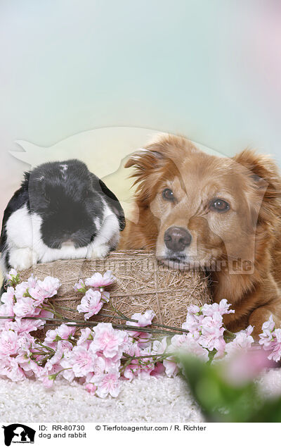 Hund und Kaninchen / dog and rabbit / RR-80730