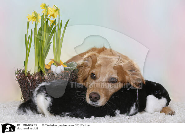 Hund und Kaninchen / dog and rabbit / RR-80732