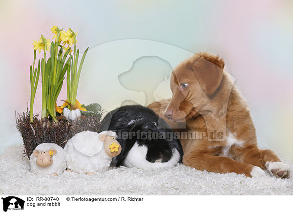 Hund und Kaninchen / dog and rabbit / RR-80740