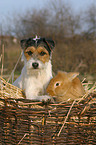 dog & rabbit