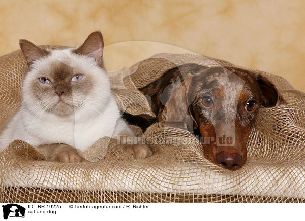 Hund und Katze / cat and dog / RR-19225