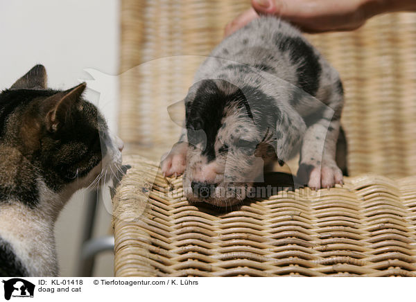 Hund und Katze / doag and cat / KL-01418