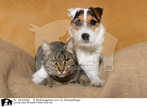 young Jack Russell Terrier and cat / SS-20283