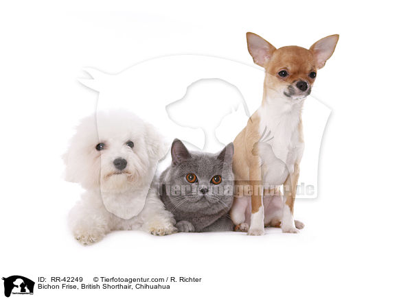 Bichon Frise, Britisch Kurzhaar, Chihuahua / Bichon Frise, British Shorthair, Chihuahua / RR-42249