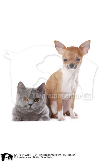 Chihuahua and British Shorthair / RR-42254