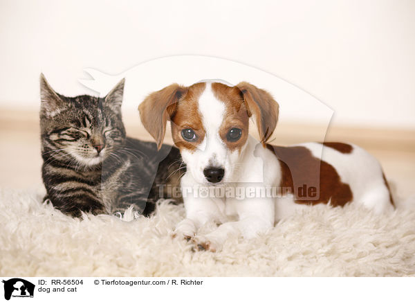 Hund und Katze / dog and cat / RR-56504