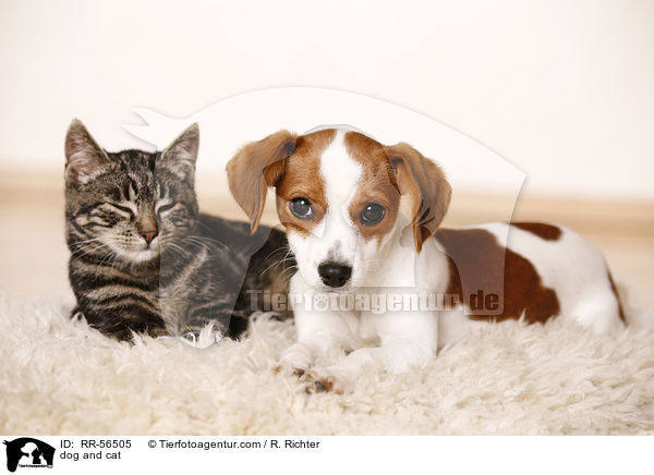 Hund und Katze / dog and cat / RR-56505