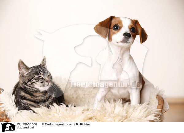 Hund und Katze / dog and cat / RR-56506