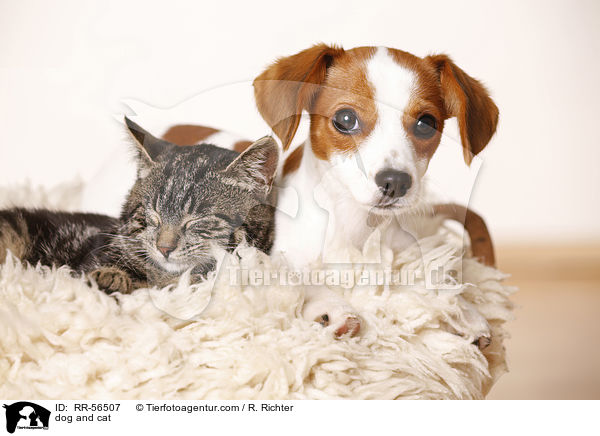 Hund und Katze / dog and cat / RR-56507