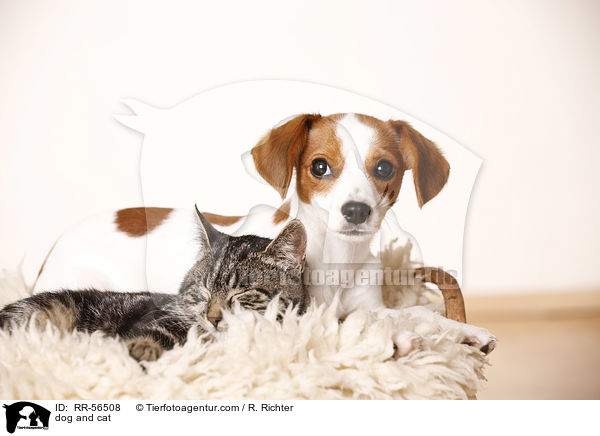 Hund und Katze / dog and cat / RR-56508