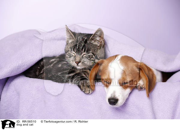 dog and cat / RR-56510