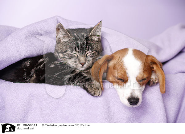Hund und Katze / dog and cat / RR-56511