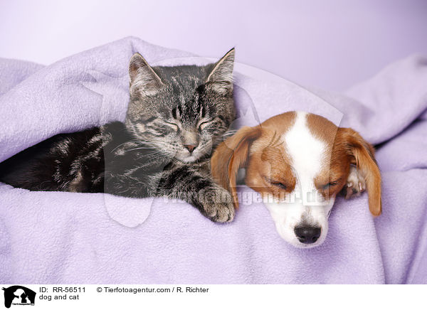 dog and cat / RR-56511