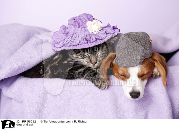 dog and cat / RR-56512