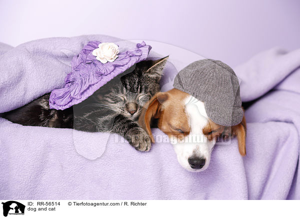 Hund und Katze / dog and cat / RR-56514