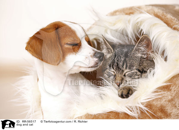 Hund und Katze / dog and cat / RR-56517