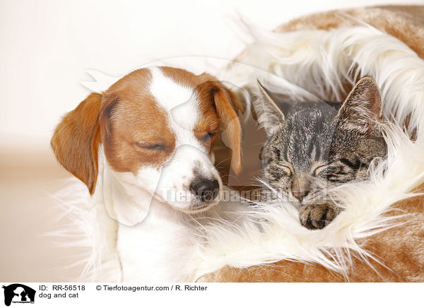 Hund und Katze / dog and cat / RR-56518