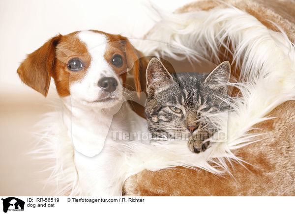 Hund und Katze / dog and cat / RR-56519