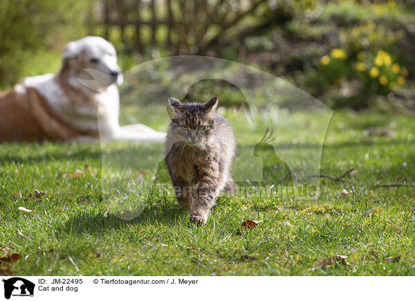 Hund und Katze / Cat and dog / JM-22495