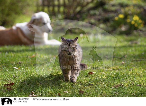 Hund und Katze / Cat and dog / JM-22496