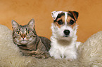 young Jack Russell Terrier and cat