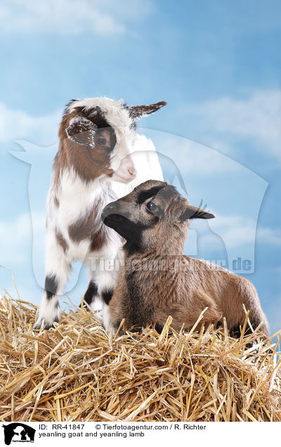 yeanling goat and yeanling lamb / RR-41847
