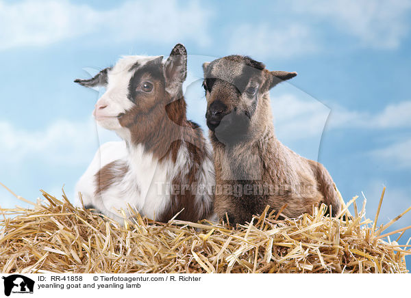 yeanling goat and yeanling lamb / RR-41858