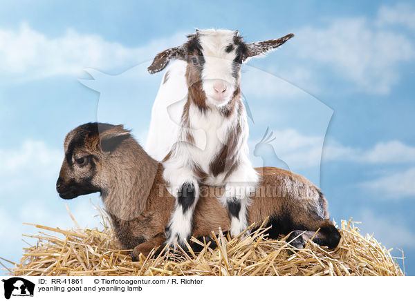 Zicklein und Lamm / yeanling goat and yeanling lamb / RR-41861
