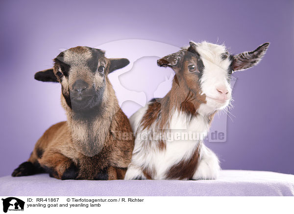 Zicklein und Lamm / yeanling goat and yeanling lamb / RR-41867