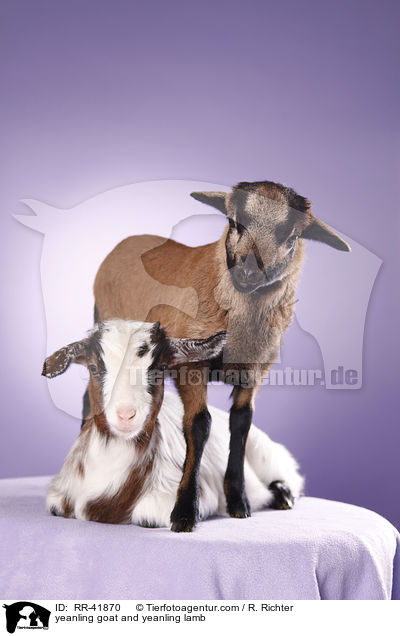 Zicklein und Lamm / yeanling goat and yeanling lamb / RR-41870